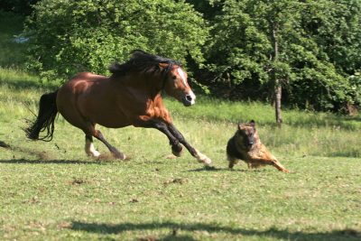 Boss-Assekuranz Berlin - Tierhalter-Haftpflichtversicherung